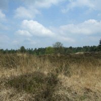 De Luneburger Heide 1